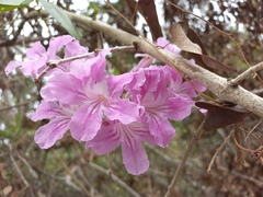 Podranea ricasoliana
