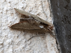 Compsoptera opacaria