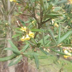 Pittosporum bicolor