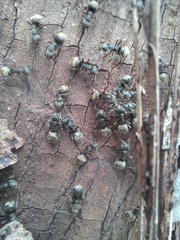 Dolichoderus bispinosus