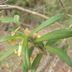 Pittosporum bicolor