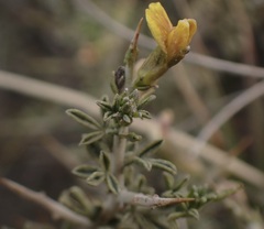Melolobium candicans