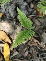 Dicranopteris linearis