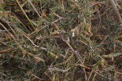 Melolobium candicans