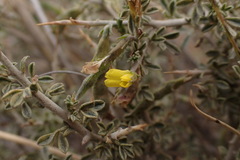 Melolobium candicans