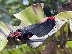 Atrophaneura semperi