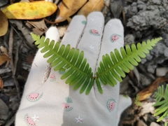 Dicranopteris linearis