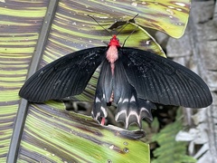 Atrophaneura semperi