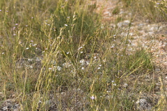 Dianthus ciliatus