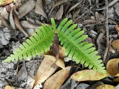 Dicranopteris linearis