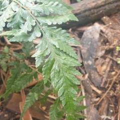 Calochlaena dubia