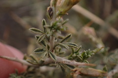 Melolobium candicans