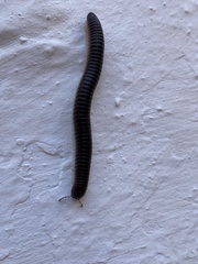 Pachyiulus flavipes