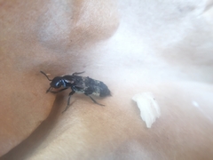 Creophilus maxillosus