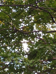 Sciurus vulgaris