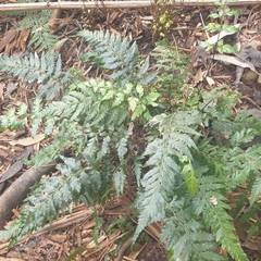 Calochlaena dubia