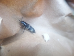 Creophilus maxillosus