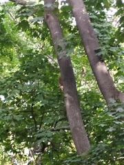 Sciurus vulgaris