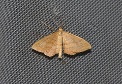 Idaea ochrata