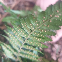 Calochlaena dubia