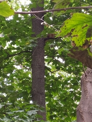 Sciurus vulgaris