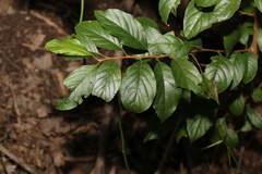 Turraea pubescens