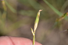 Dianthus ciliatus