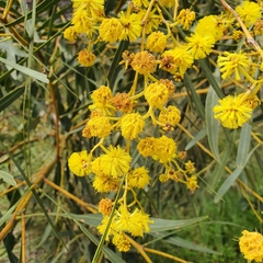 Acacia