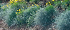 Euryops speciosissimus