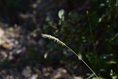 Sesleria autumnalis
