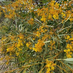 Acacia
