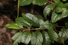Turraea pubescens