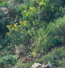 Euryops speciosissimus