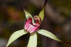 Caladenia fulva