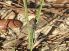 Erythrodiplax minuscula