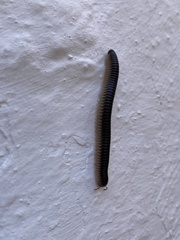 Pachyiulus flavipes