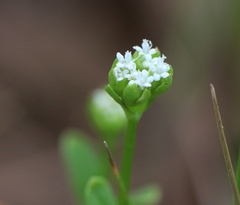 Valerianella radiata