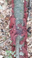 Daedaleopsis tricolor