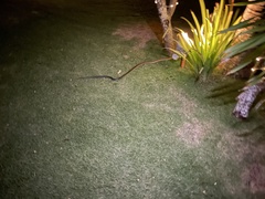 Coelognathus erythrurus