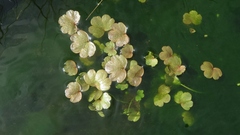 Ranunculus sceleratus