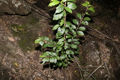 Turraea pubescens
