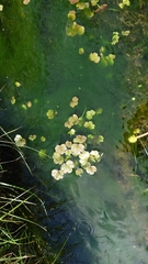 Ranunculus sceleratus