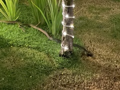 Coelognathus erythrurus