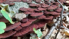 Daedaleopsis tricolor