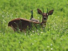 Raphicerus campestris campestris