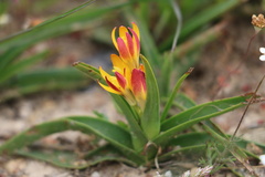 Baeometra uniflora