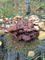 Armillaria borealis