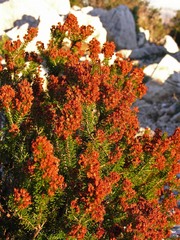 Erica multiflora