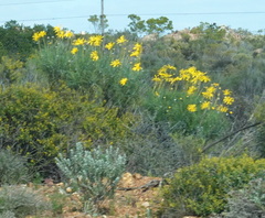 Euryops speciosissimus