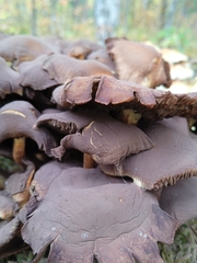 Armillaria borealis